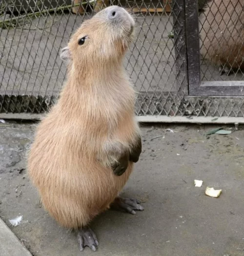 Capybara Background Wallpaper