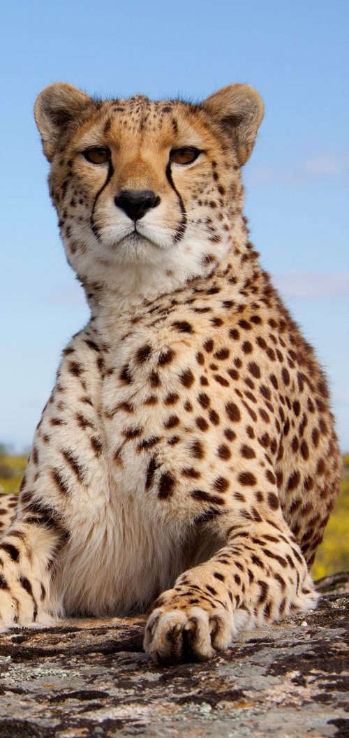 Cheetah Wallpaper