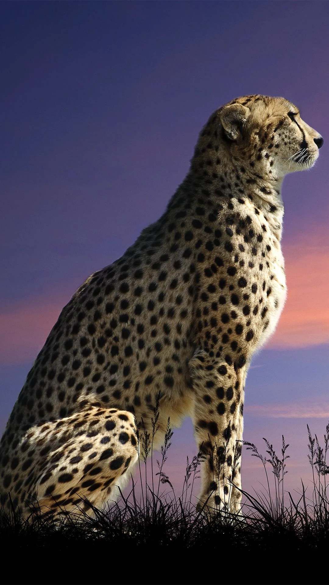 Cheetah Wallpaper