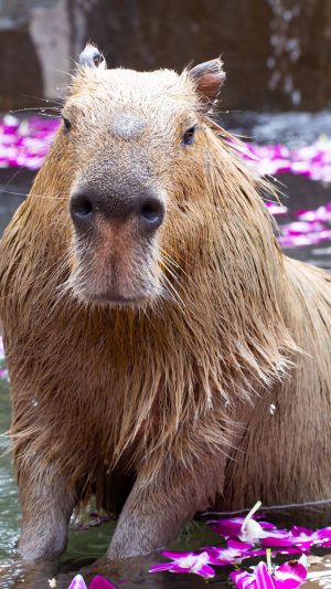 Capybara Background Wallpaper