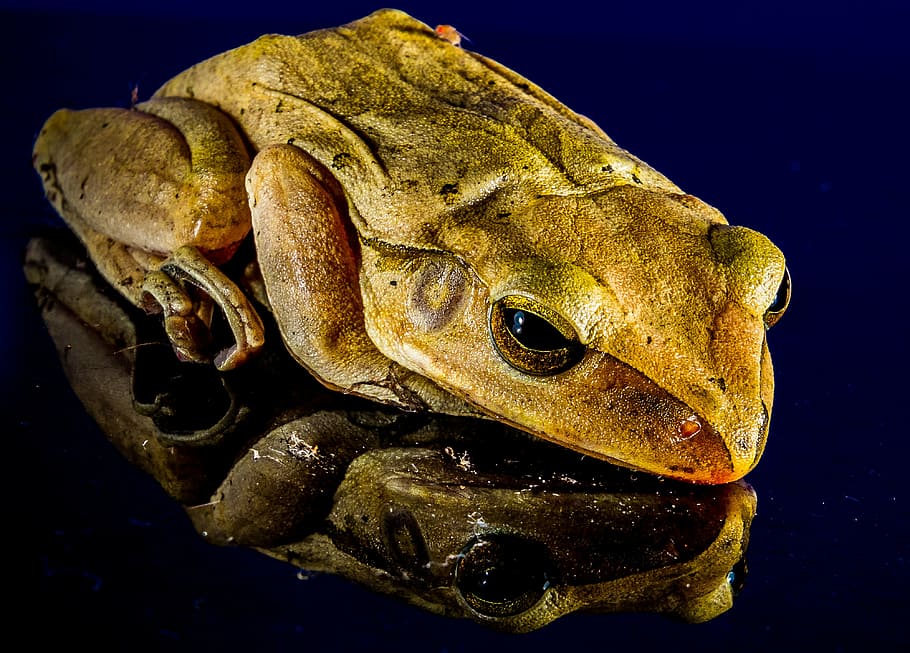 Desktop Frog Wallpaper