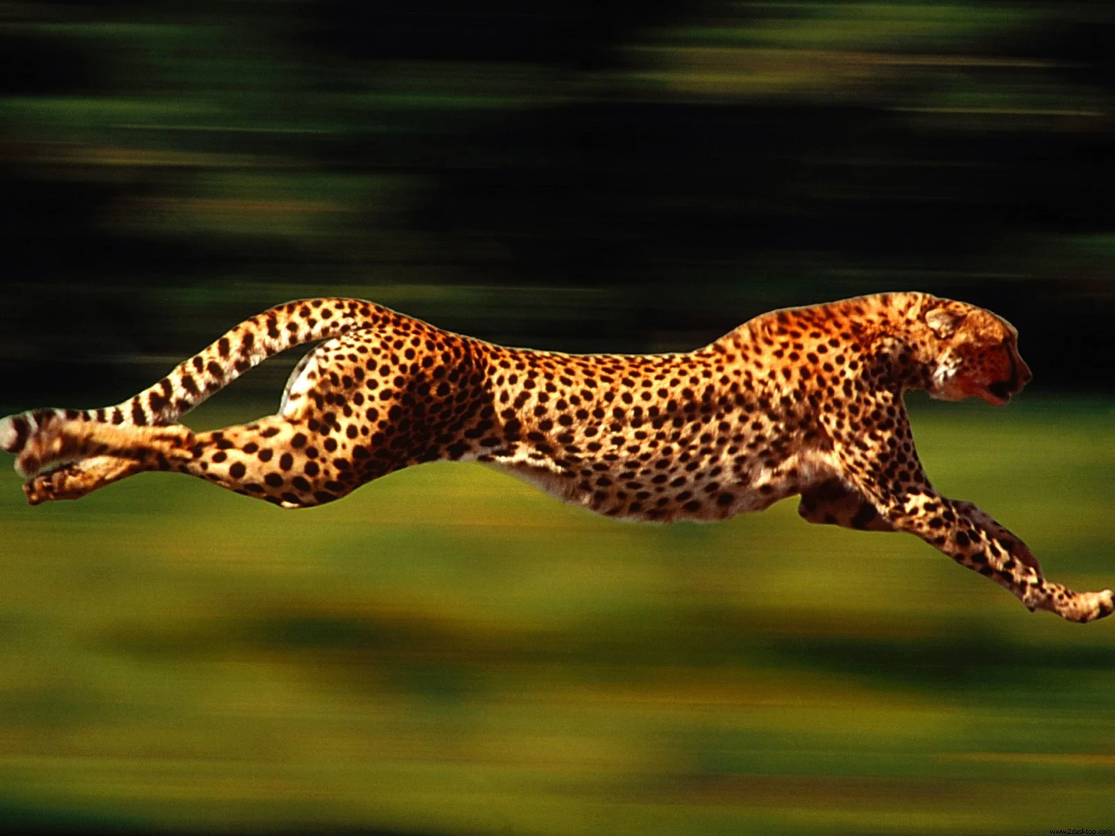 Cheetah Wallpaper Desktop