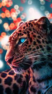 Cheetah Wallpaper