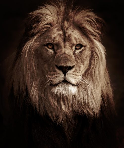 Background Lion Wallpaper