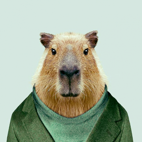 Capybara Background Wallpaper - EnWallpaper