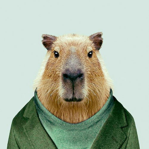 Capybara Background Wallpaper