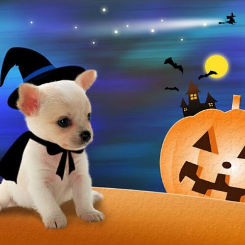 Background Cute Halloween Wallpaper