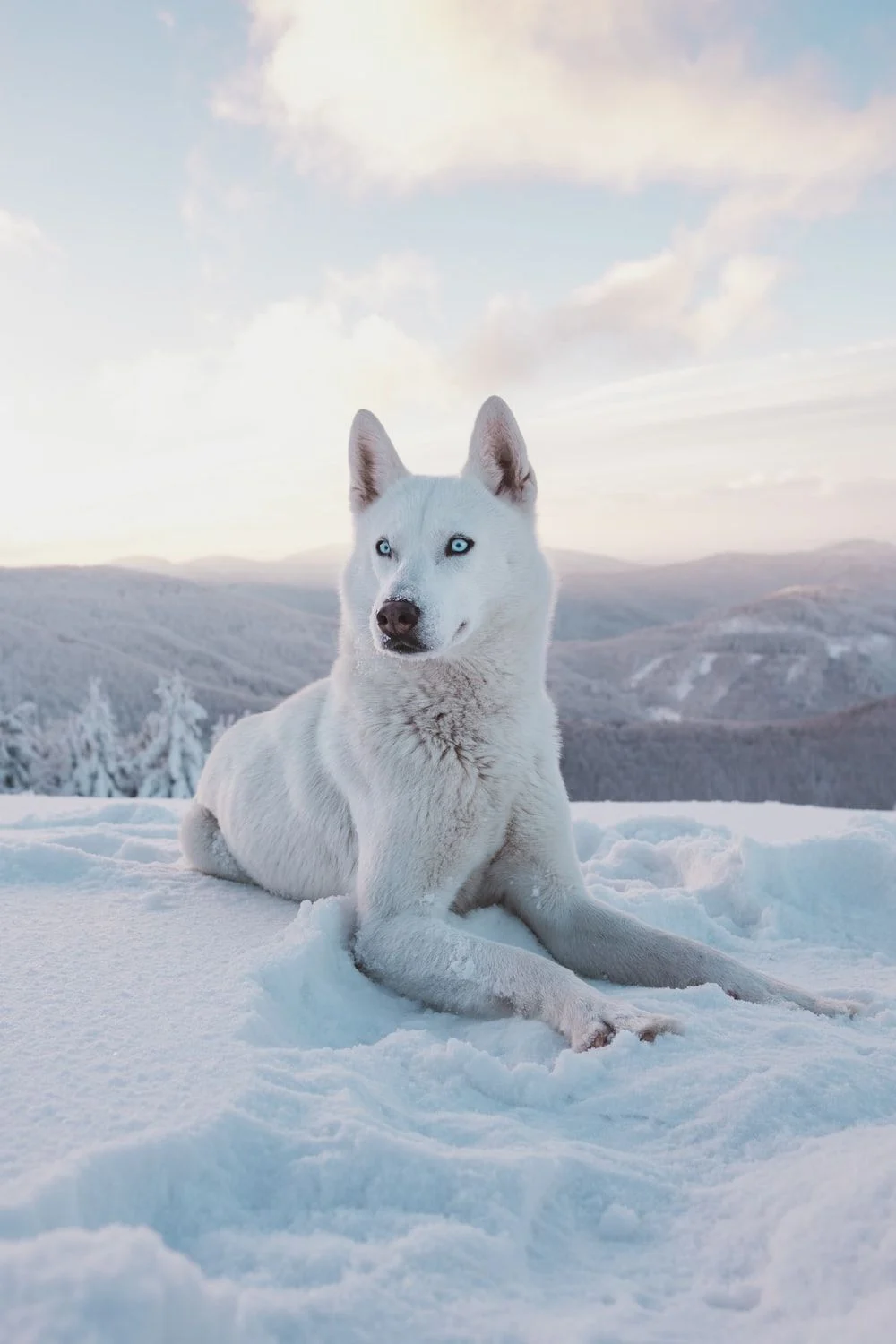 Background Husky Wallpaper