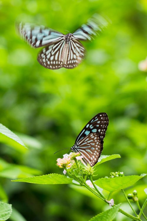 Background Butterfly Wallpaper