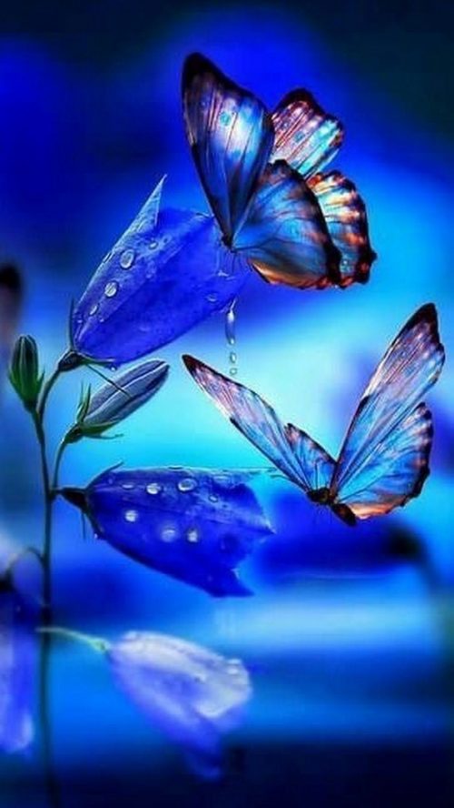 Background Butterfly Wallpaper