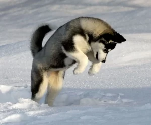 Background Husky Wallpaper
