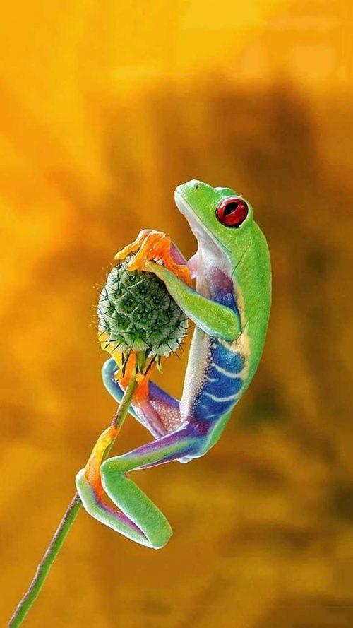 Background Cute Frog Wallpaper