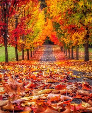 Background Fall Pictures Wallpaper
