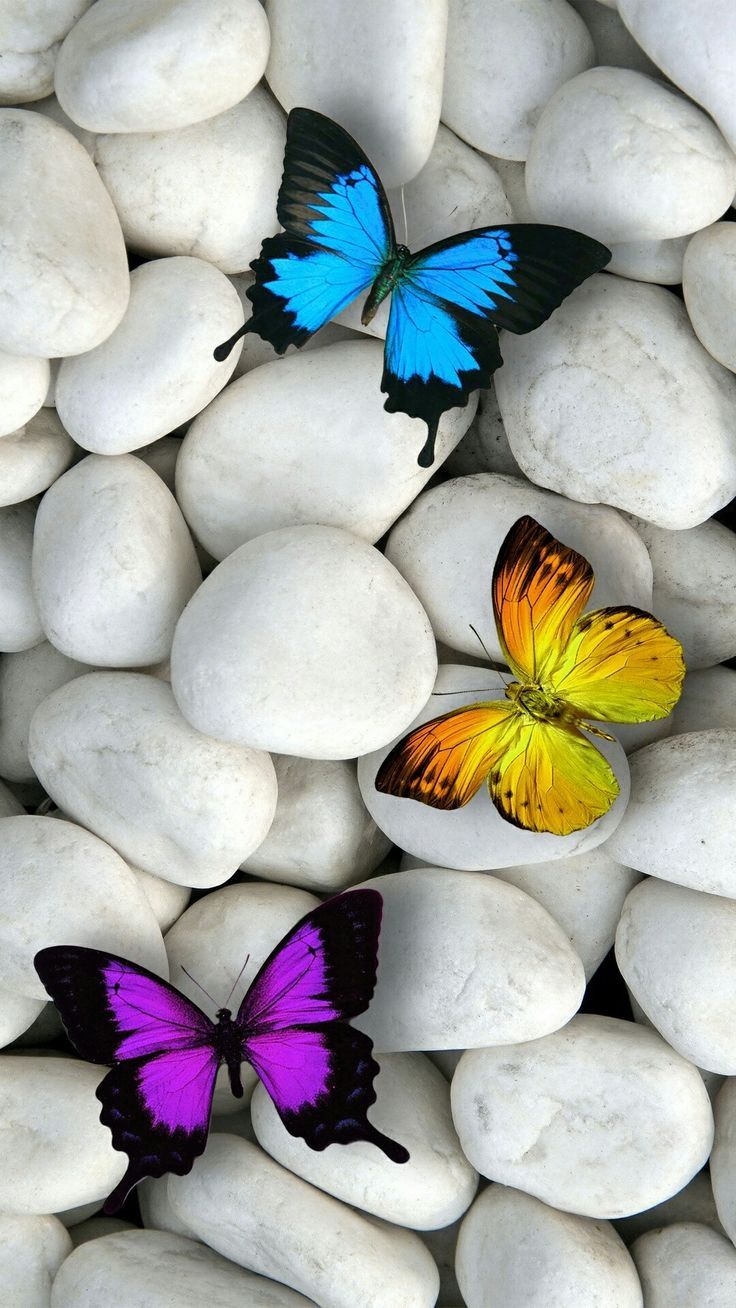 Background Butterfly Wallpaper