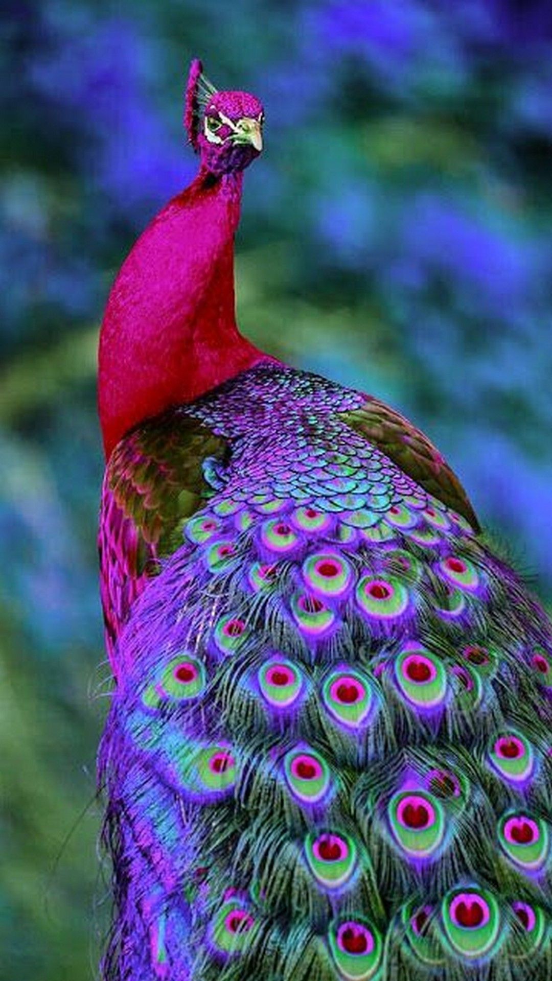 Background Peacock Wallpaper