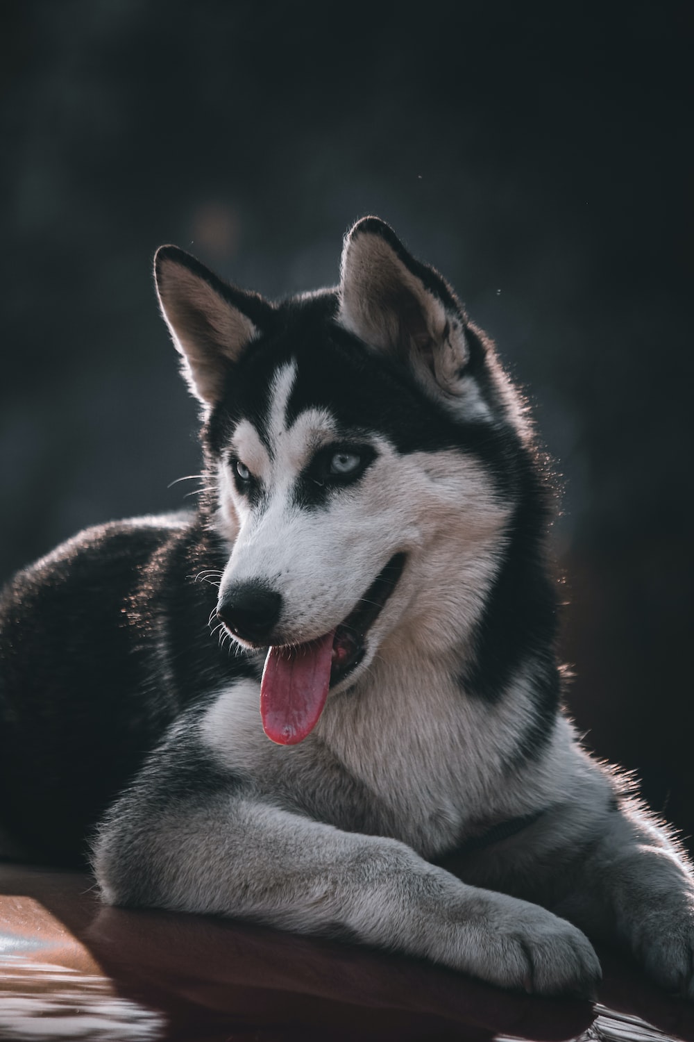 Background Husky Wallpaper