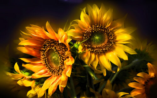 Sunflower Desktop Wallpaper