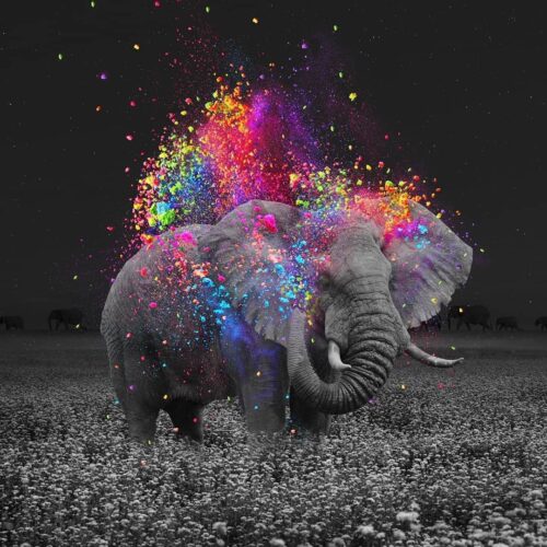 Background Elephant  Wallpaper