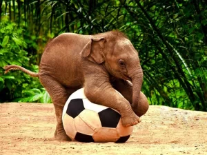 Background Elephant Wallpaper