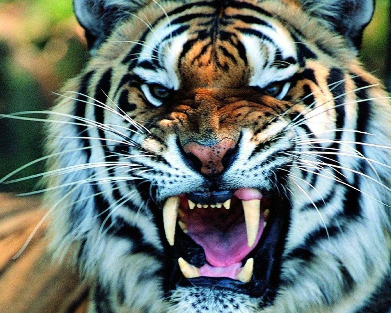 Tiger Desktop Wallpaper