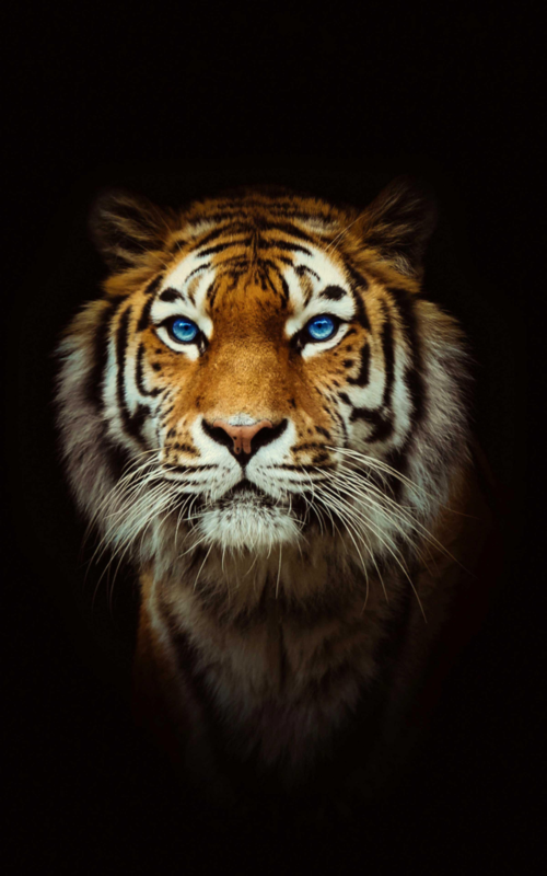 Background Tiger Wallpaper