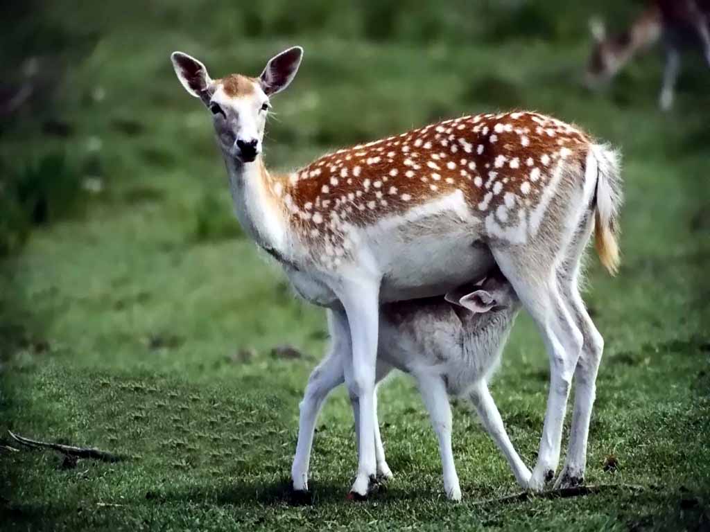 Deer Desktop Wallpaper