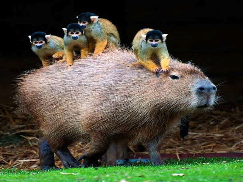 Background Capybara Wallpaper