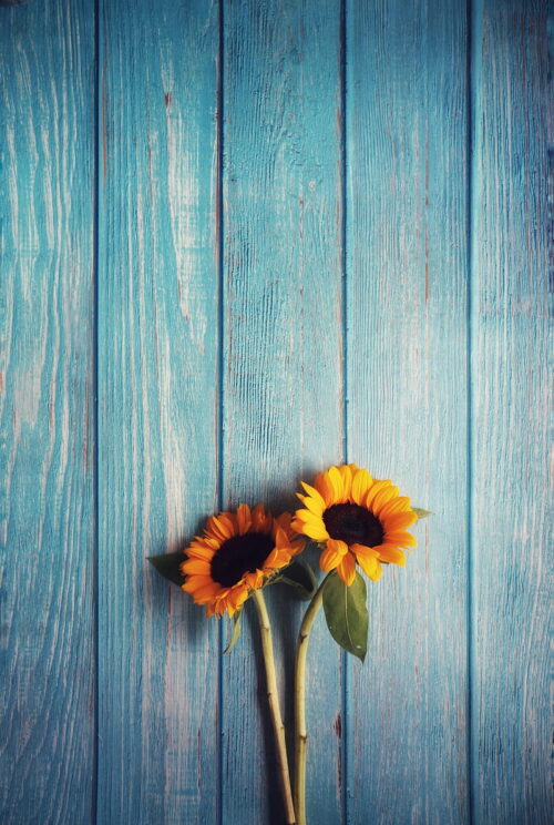 Background Sunflower Wallpaper