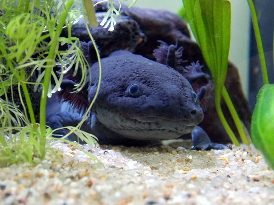 Axolotl Desktop Wallpaper
