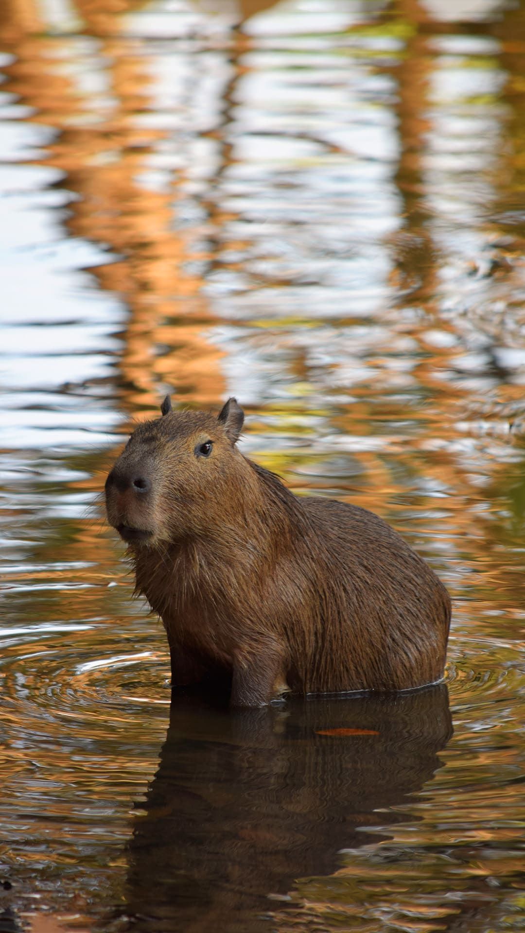 Background Capybara Wallpaper