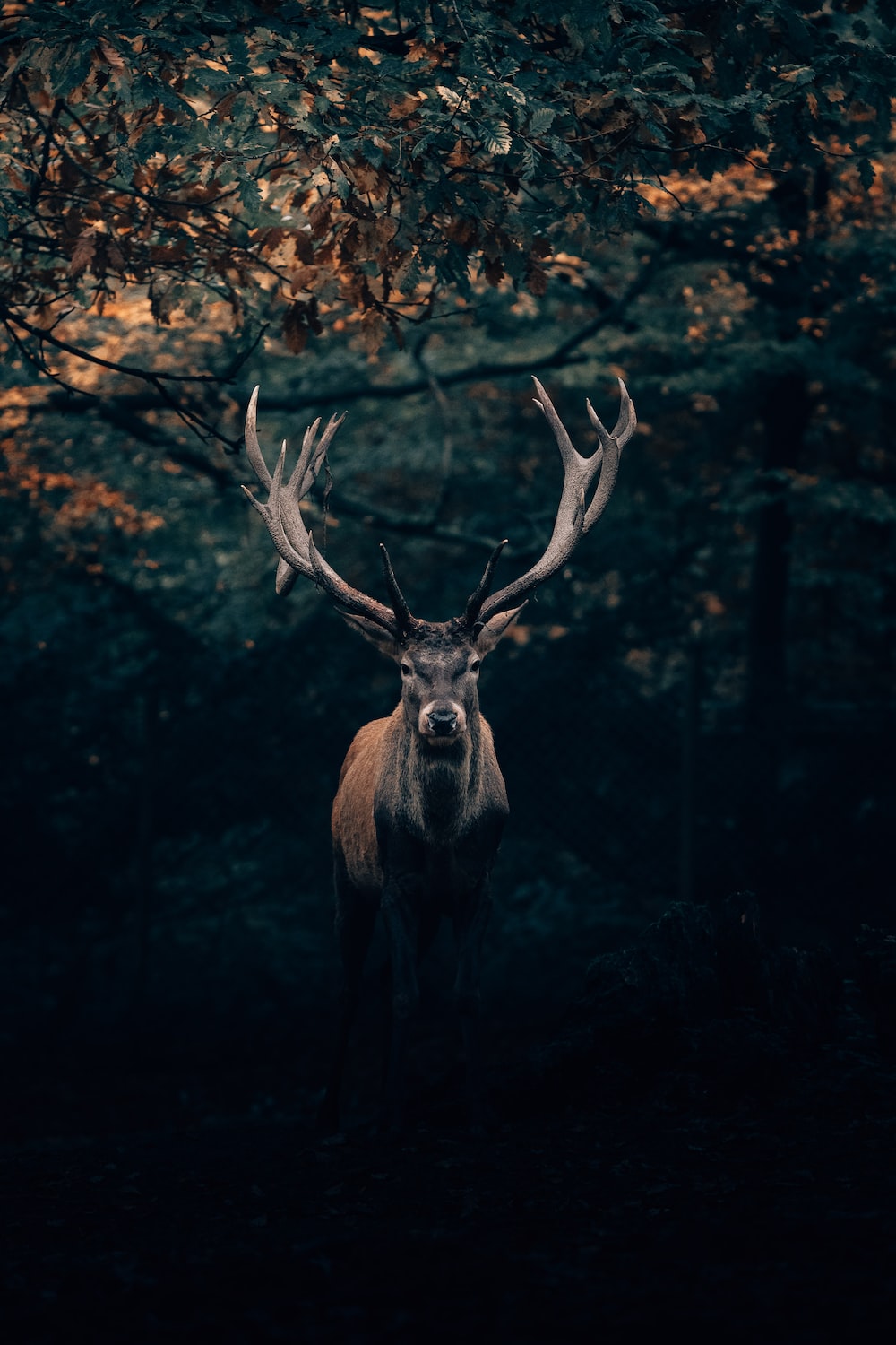 Background Deer Wallpaper