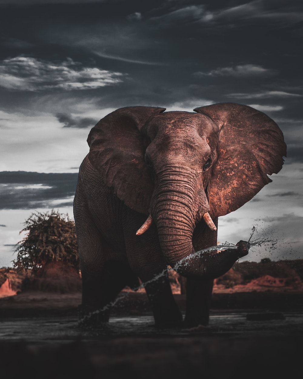 Background Elephant Wallpaper