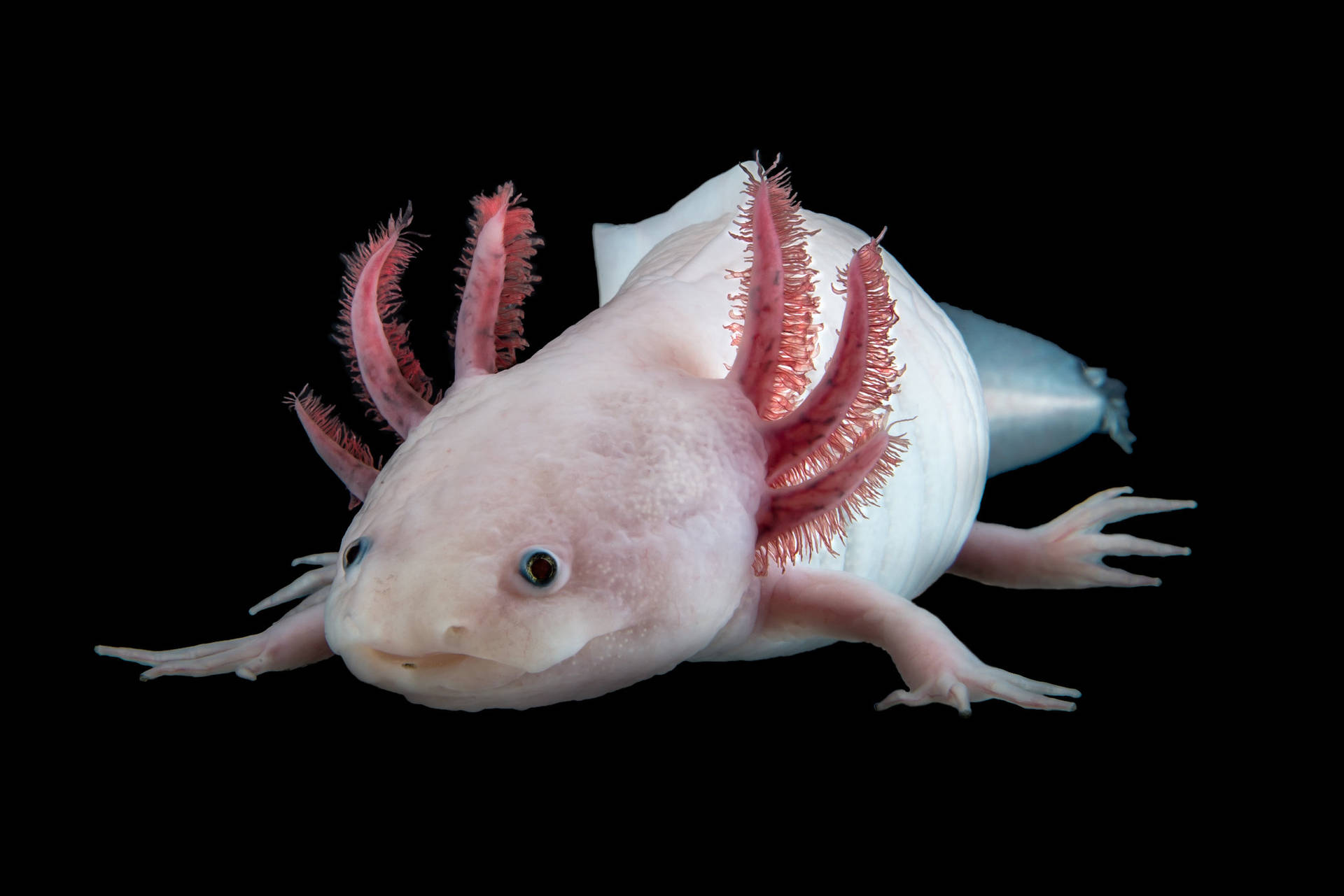 Axolotl Desktop Wallpaper