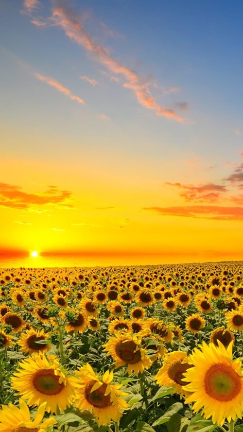 Background Sunflower Wallpaper