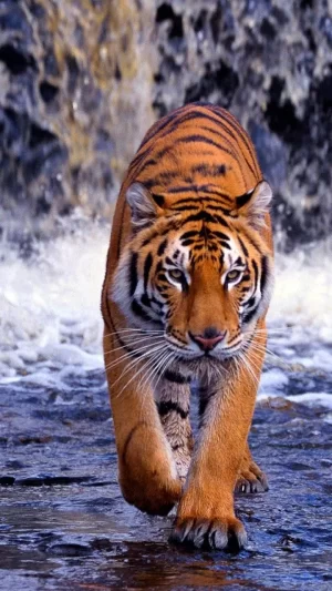 Background Tiger Wallpaper