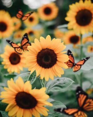 Background Sunflower Wallpaper