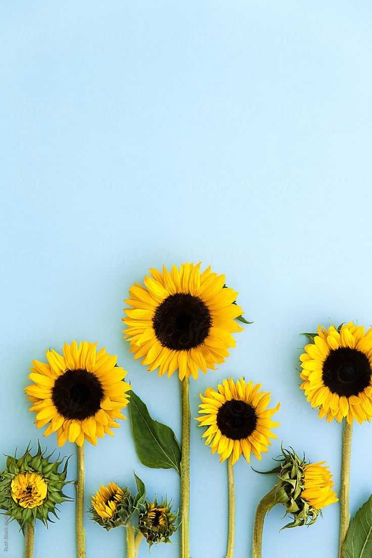 Background Sunflower Wallpaper