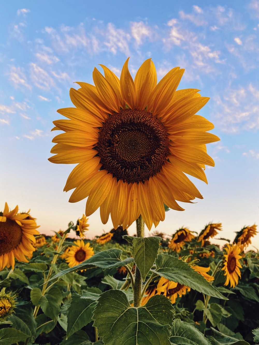 Background Sunflower Wallpaper