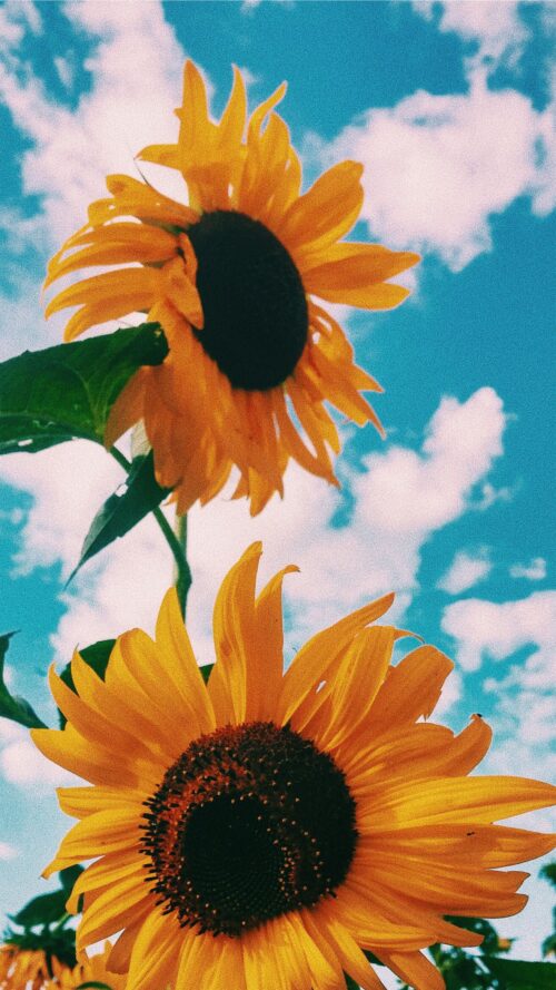 Background Sunflower Wallpaper