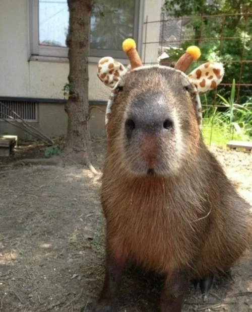 Background Capybara Wallpaper