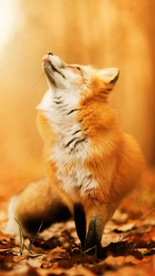 Background Fox Wallpaper