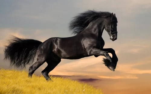 Horse Desktop Wallpaper