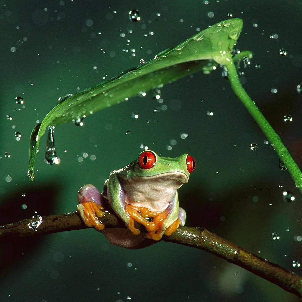 Background Frog Wallpaper