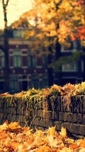 Background Fall Wallpaper