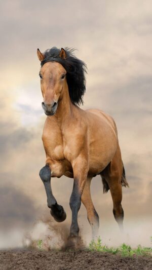 Background Horse Wallpaper