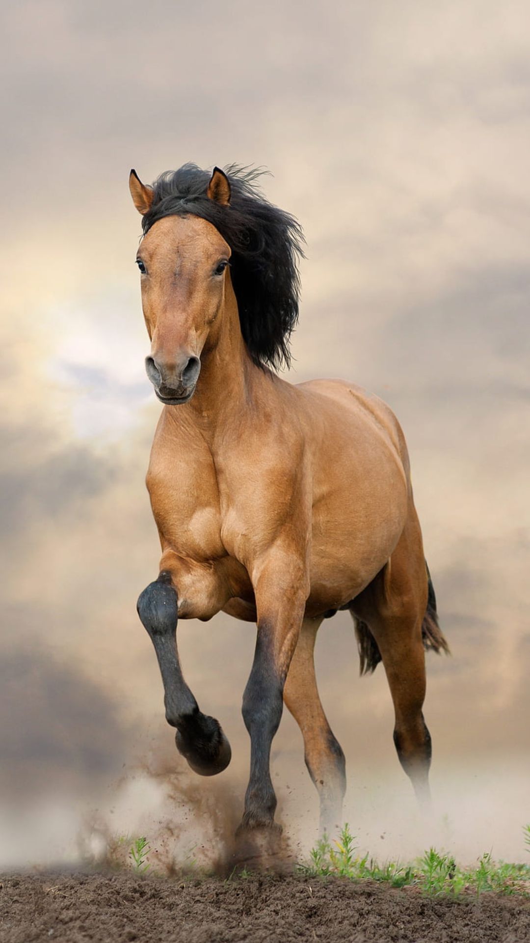 Background Horse Wallpaper