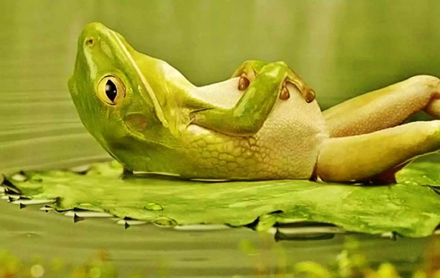 Frog Desktop Wallpaper