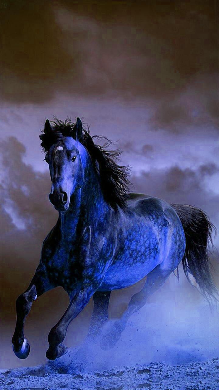 Background Horse Wallpaper