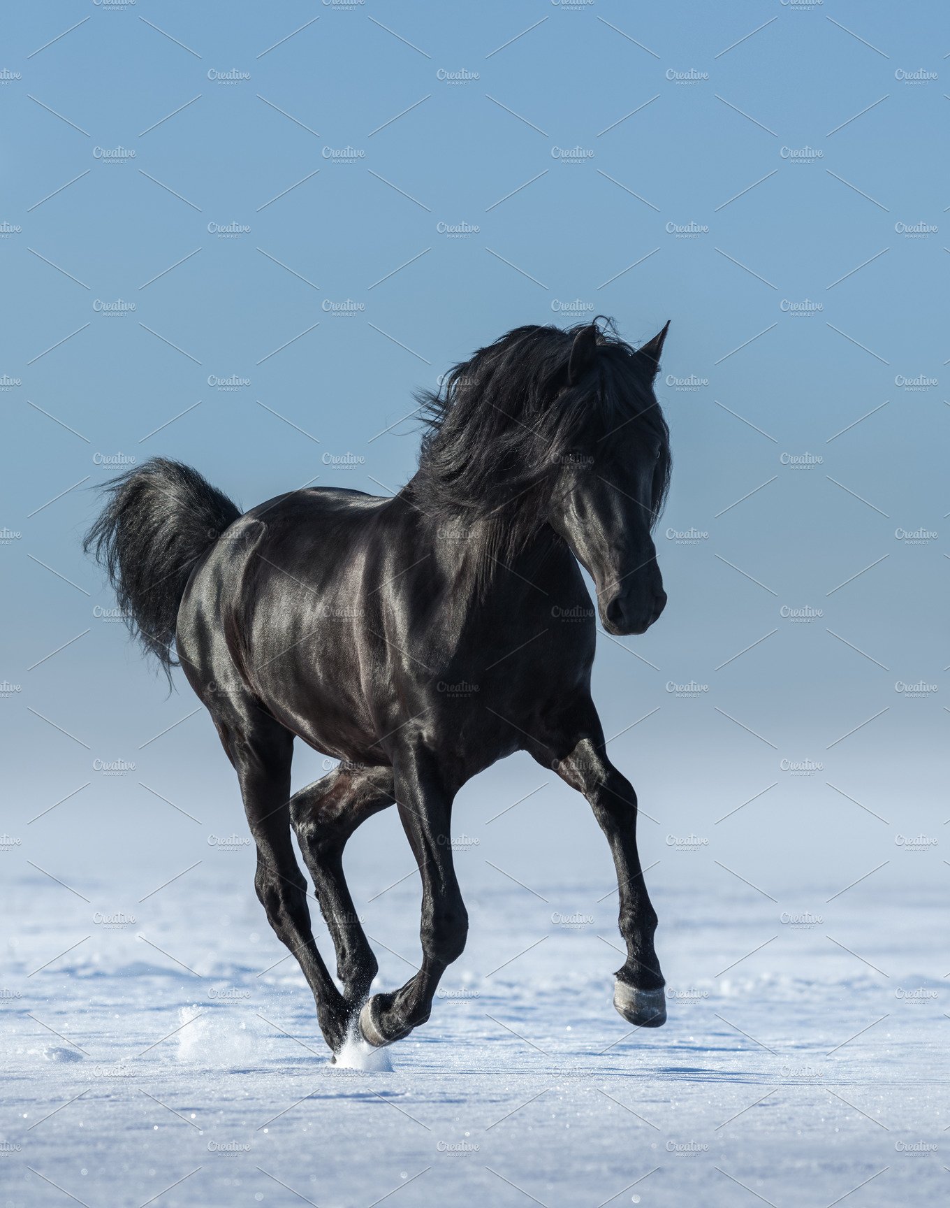 Background Horse Wallpaper