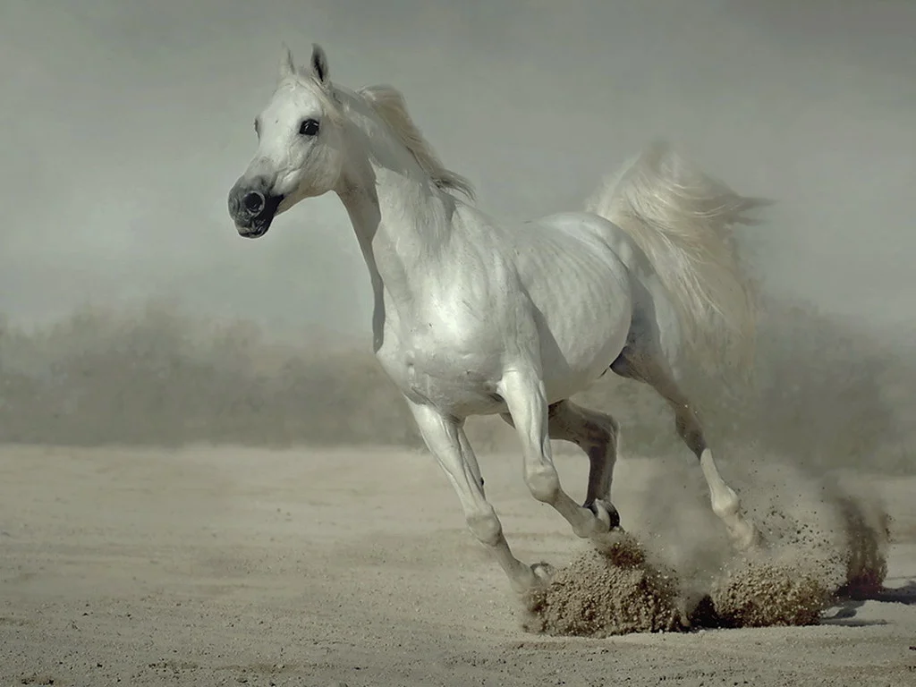 Horse Desktop Wallpaper